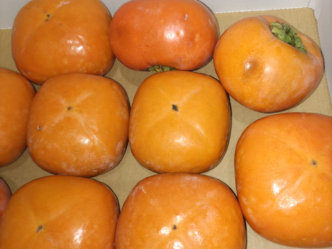 和歌山の希少な柿『紀の川柿』　（お試しサイズ家庭用2kg）
