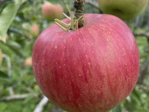 信州は山ノ内町からお届けあま〜い！　サンつがる　家庭用　10kg