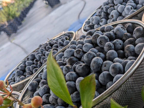 甘さ抜群！品種mix冷凍ブルーベリー250g×2p