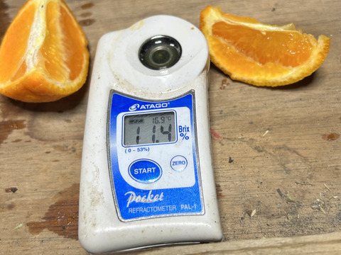 完熟タンカン　ご家庭用（5kg）