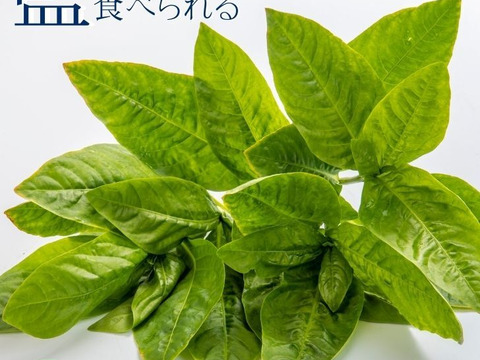 ＪＧＡＰ認証　染めるだけじゃない！話題のスーパーフード！食べられる藍（生葉）
