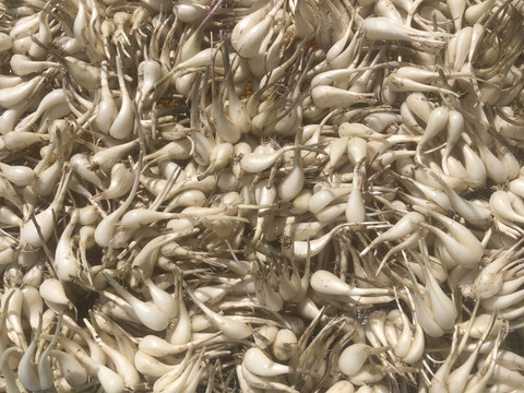 農薬・化学肥料不使用らっきょう約2kg/淡路島産