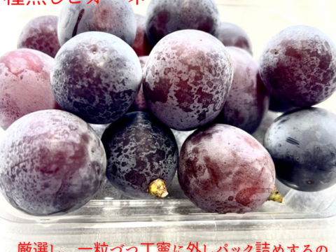 シャインマスカット ピオーネ セット4パック入り  皮ごとガブっと 秋田県産 ハロウィン お菓子 ケーキ プレゼント 誕生日  ギフト お取り寄せ ぶどう 葡萄 パック