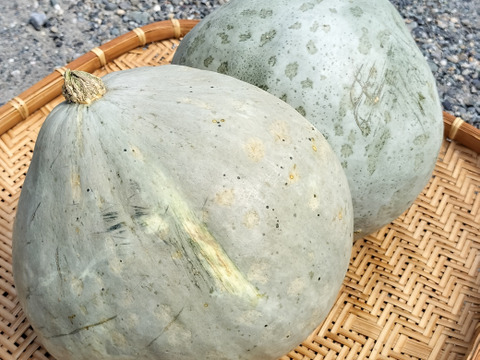 かぼちゃ『白い九重栗』　6.5kg