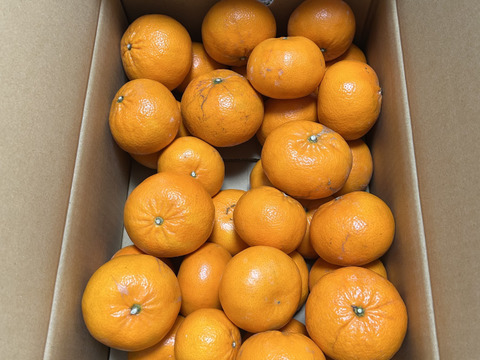 【チョット訳あり】「麗紅」（れいこう）５㎏（サイズ混合）