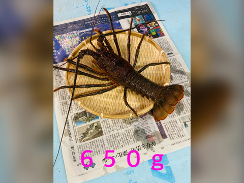 訳あり　活ﾒ冷凍伊勢海老　700-750g×1匹