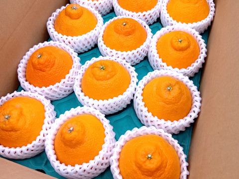 デコがポイント！不知火【贈答用 2.2～2.3kg】