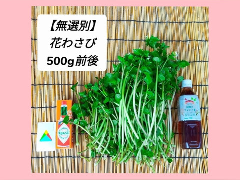 【無選別】✿花ﾜｻﾋﾞ✿_500g前後(訳ｱﾘ)お試し,おまかせ