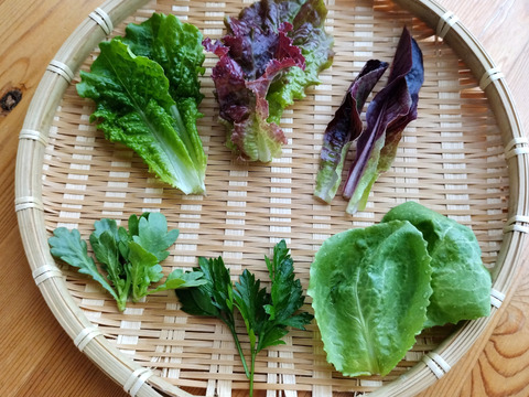 ｢食卓の名脇役！ハーブ/ちょっと変わった野菜がいろいろ試せるミニセット｣