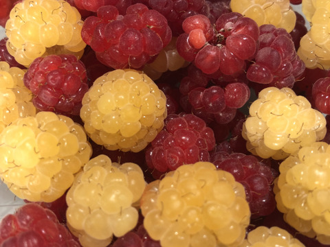 【有機JAS認証】北海道産フレッシュオーガニックラズベリー 100g×４パック