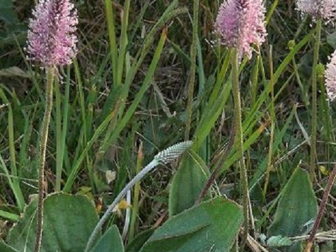 2個セット  プランタゴ メディア  宿根草 多年草 花壇苗