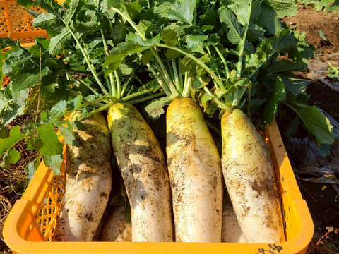 じんわ〜り染みる！冬の濃厚とろ甘大根 約9kg（農薬・化学肥料・除草剤・防虫剤不使用）