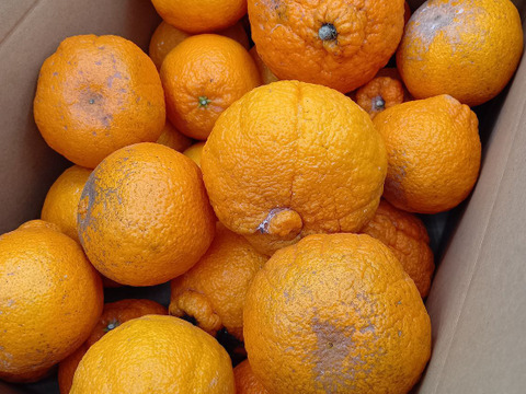 不知火（わけあり・加工用）【9.3kg】