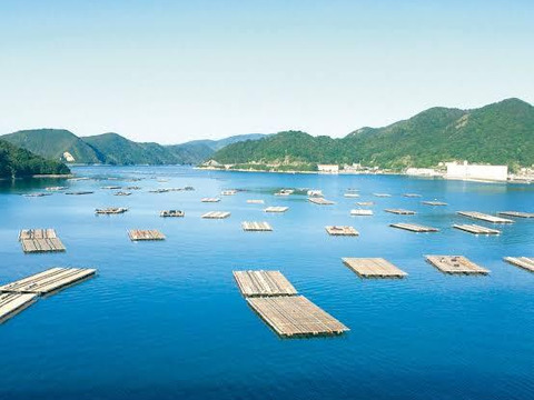 ちょうどいいサイズ！岡山県産ピオーネ&シャイン２房入り