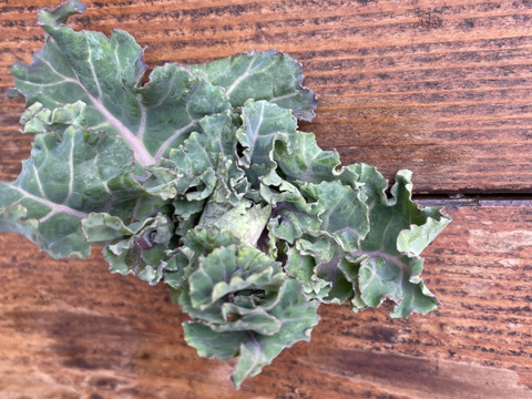 冬の恵 「プチヴェール」2〜3種ミックス80g×5袋