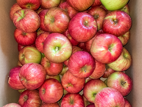 【爽やかな早生りんご】山形県産つがる　訳あり家庭用　10kg