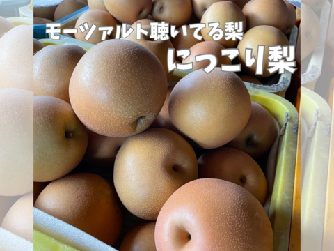 ※今季ラスト※【糖度11.5度以上】栃木県のブランド梨(にっこり)　3㎏