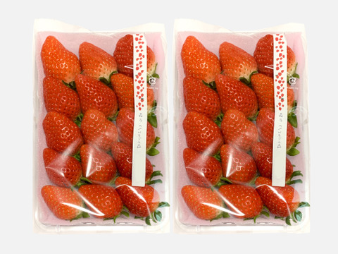 【食べ比べ】紅ほっぺ＆ほしうらら　お届け　JGAP認証【第10回茨城いちごグランプリ大賞】