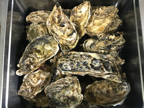 【生牡蠣】【生食用】三重県産 浦村かき カンカン焼き×2缶（1缶あたり 殻付き Mサイズ牡蠣 約40～50個前後、約4キロ入り）
牡蠣 カキ 貝類 海鮮 BBQ 歳暮 熨斗 母の日 父の日【冬ギフト】