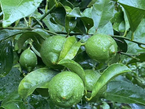 広島柑橘の名産地「大長」で栽培した国産グリーンレモン（3kg）