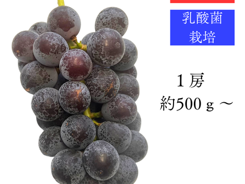 秋田県産 ピオーネ 1kg 葡萄 ぶどう 大粒 種なし 甘い 皮ごと食べられる 高級フルーツ ギフト 贈答 家庭用 人気 旬の葡萄 高級フルーツ 送料無料 ギフト 贈答 家庭用 敬老の日