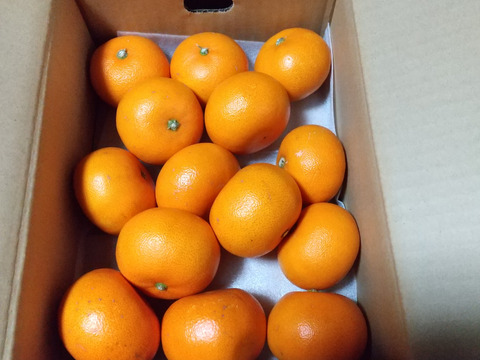 楽天市場】予約販売期間中 ｜ 愛媛県産 せとか 贈呈品ランク