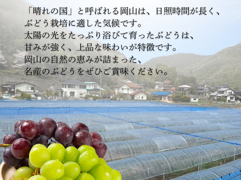 【最高ランク特秀】晴れの国岡山 シャインマスカット大粒1.2kg（600g×2）