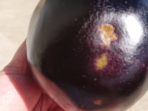 大容量！貴重！ナスの大トロ！『越の丸なす』　８個～１０個/１個200g前後