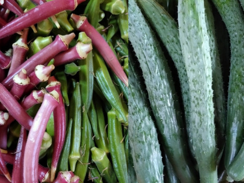 数量限定★イボイボが自慢の四葉きゅうりとオクラ80本　フードレスキュー