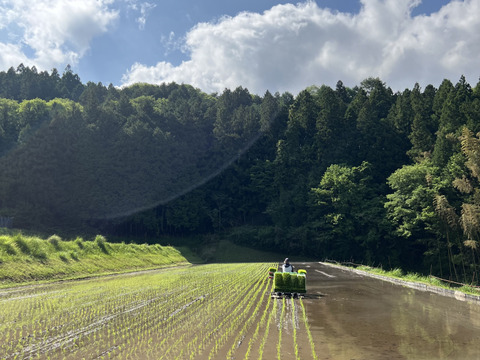 【令和7年 新米】【とまほっぺ】コシヒカリ・精米 5kg｜愛媛・久万高原直送