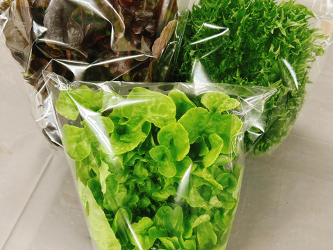 【農薬不使用】極上レタスお試しパック（サラダ約8食分）硝酸態窒素大幅カット！