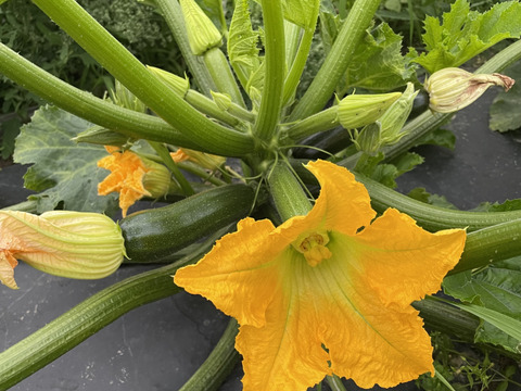 濃甘！ズッキーニ2色 4kg 農薬・化学肥料不使用