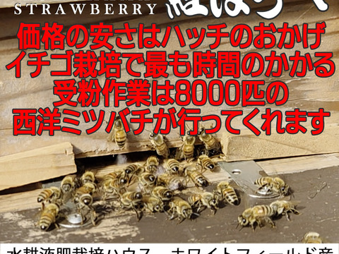 「べにほっぺ」30ｇ以上の大粒のみ800g【クール便】