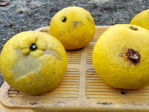 家庭用文旦　農薬不使用　3kg