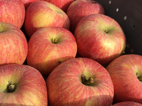 ゆっくり完熟！訳あり葉とらずサンフジ10キロ自家用