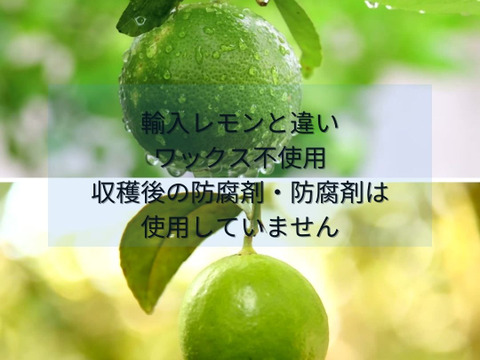 箱込約1㌔×2セット　種なしレモンとマイヤーレモン食べくらべ　（種なしレモン箱込約1㌔　マイヤーレモン箱込約1㌔の食べくらべセット）