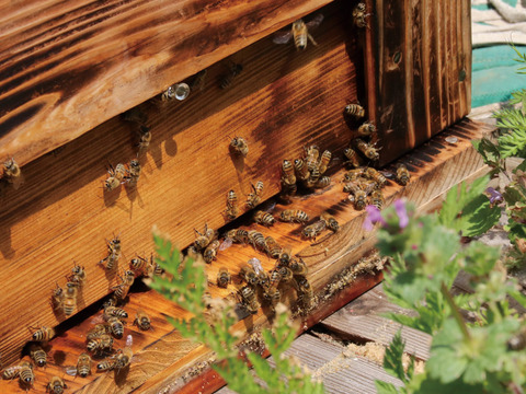 【送料相当分値引き】群馬県産生はちみつ お得な大容量 600g