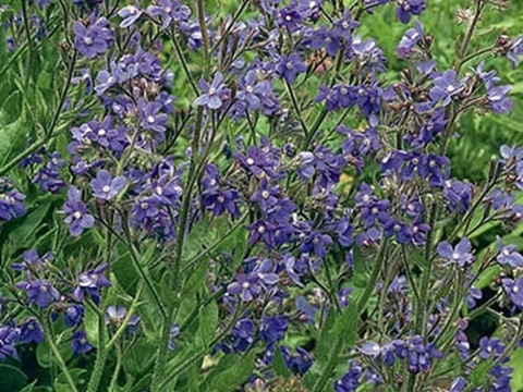 2個セット アンチューサ フェイザム プライド  ブルーガーデン イングリッシュガーデン  宿根草 多年草