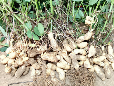 生落花生⭐茹で落花生に適した品種＜郷の香＞　1kg入り