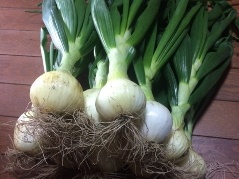 シェフ絶賛！！淡路島新葉玉ねぎ3kg(農薬/化学肥料不使用)