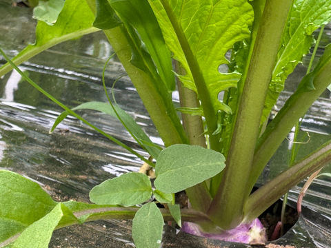 【数量限定】あやめ雪カブ　10玉入り