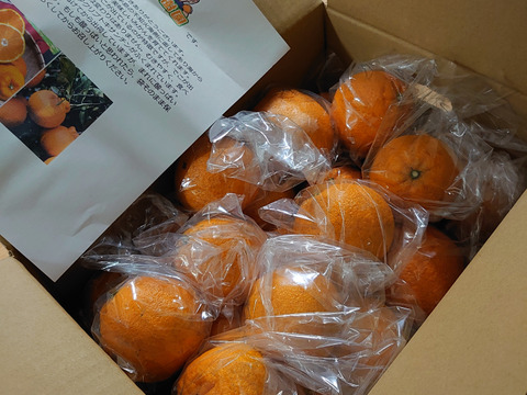 熊本発祥の不知火デコみかん
むきやすくとても甘く美味しいみかんです🍊
Ｌから3L玉が入ります。約4.5k前後