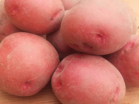 旨味と舌触り！アンデスレッド500g(4-6個程度)【新じゃが】