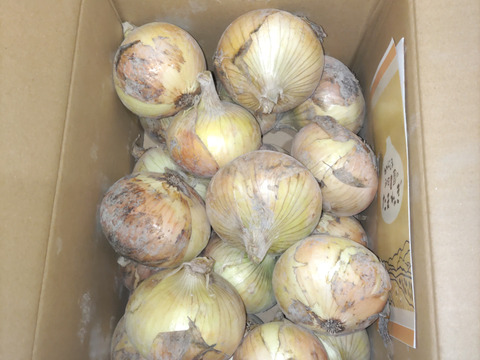 安価 ワタナベ 予約販売！トロあま七宝！淡路島新玉ねぎ 5kgM〜LL：兵庫県産の 野菜