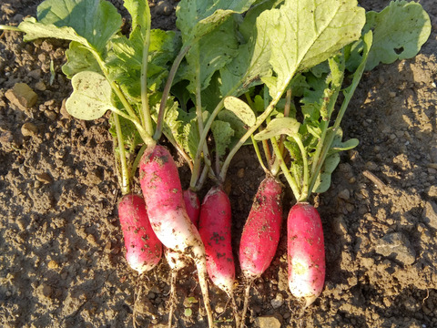 【数量限定】IdeaFarmのラディッシュ 1kg（紅白セミロングタイプ）