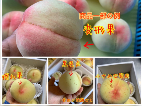 岡山県産【人気三品種】はじめ柔らかい白桃ご家庭用3.75kg箱12~18個入り