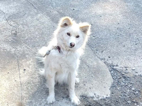 【米冠位】　立神米コシヒカリ　コンテスト受賞米