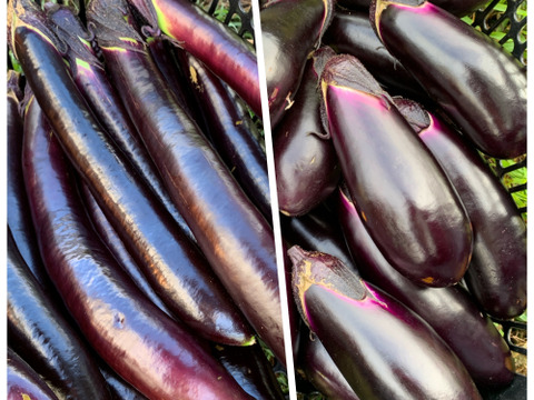 【自然栽培】固定種なすセット 真黒茄子＋新長崎長茄子 2kg★農薬・肥料不使用