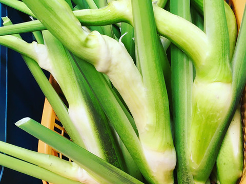 【完全自然栽培】のマコモダケ