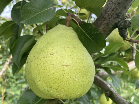 【西洋なし】マルゲリット・マリーラ 3キロ 【さわやかな美味しさ】【西洋梨】【西洋ナシ】【🍐】